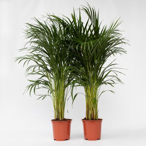7428479370050 - Plant in a Box - Goldfruchtpalme - 2 Stk - Dypsis lutescens - Höhe 100-120cm - Topf 21cm 7428479370050 - Plant in a Box - Goldfruchtpalme - 2 Stk - Dypsis lutescens - Höhe 100-120cm - Topf 21cm