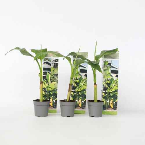 7428476883850 - Plant in a Box - Bananenpflanze - 6 Stk - Musa basjoo - Höhe 25-40cm - Topf 9cm 7428476883850 - Plant in a Box - Bananenpflanze - 6 Stk - Musa basjoo - Höhe 25-40cm - Topf 9cm