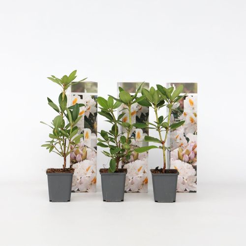 6097228150192 - Plant in a Box - Rhododendren - 3 Stk - Rhododendron cunninghams white - Höhe 25-40cm - Topf 9cm 6097228150192 - Plant in a Box - Rhododendren - 3 Stk - Rhododendron cunninghams white - Höhe 25-40cm - Topf 9cm
