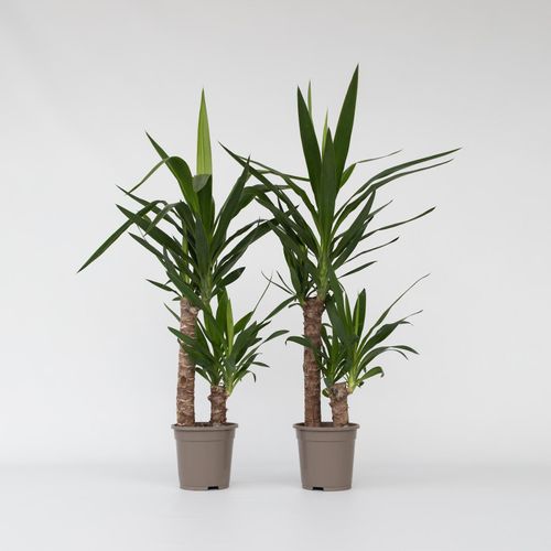 7428474826248 - Plant in a Box - Palmlilie - 2 Stk - Yucca elephantipes - Höhe 70-80cm - Topf 17cm 7428474826248 - Plant in a Box - Palmlilie - 2 Stk - Yucca elephantipes - Höhe 70-80cm - Topf 17cm