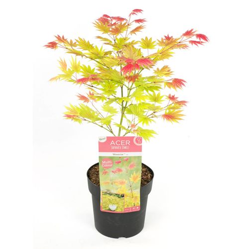 7442924133113 - Plant in a Box - Japanischer Ahorn - Acer palmatum Moonrise - Höhe 40-50cm - Topf 19cm 7442924133113 - Plant in a Box - Japanischer Ahorn - Acer palmatum Moonrise - Höhe 40-50cm - Topf 19cm