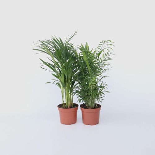 6097237330387 - Plant in a Box - Zimmerpalmen-Mix - 2 Stk - Chamaedorea Dypsis - Höhe 50-70cm - Topf 17cm