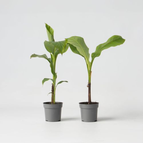 7428475123193 - Plant in a Box - Bananenpflanze - 2 Stk - Musa basjoo - Höhe 25-40cm - Topf 9cm