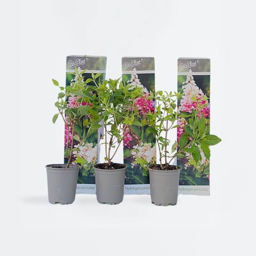 6097238534593 - Plant in a Box - Hortensie - 3 Stk - Hydrangea paniculata Pink Lady - Höhe 25-40cm - Topf 9cm 6097238534593 - Plant in a Box - Hortensie - 3 Stk - Hydrangea paniculata Pink Lady - Höhe 25-40cm - Topf 9cm