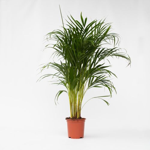 7442924139146 - Plant in a Box - Goldfruchtpalme - Dypsis lutescens - Höhe 100-120cm - Topf 21cm 7442924139146 - Plant in a Box - Goldfruchtpalme - Dypsis lutescens - Höhe 100-120cm - Topf 21cm