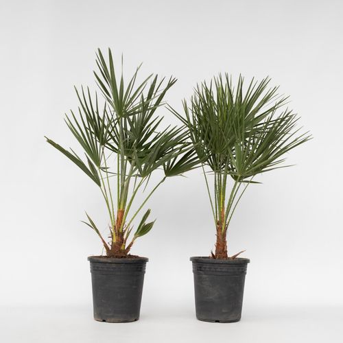 7428478308412 - Plant in a Box - Bergpalme - 2 Stk - Chamaerops humilis - Höhe 70-80cm - Topf 21cm 7428478308412 - Plant in a Box - Bergpalme - 2 Stk - Chamaerops humilis - Höhe 70-80cm - Topf 21cm