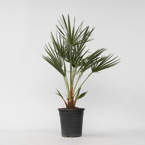 7442924133151 - Plant in a Box - Bergpalme - Chamaerops humilis - Höhe 70-80cm - Topf 21cm 7442924133151 - Plant in a Box - Bergpalme - Chamaerops humilis - Höhe 70-80cm - Topf 21cm