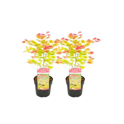 7428473951590 - Plant in a Box - Japanischer Ahorn - 2 Stk - Acer palmatum Moonrise - Höhe 40-50cm - Topf 19cm 7428473951590 - Plant in a Box - Japanischer Ahorn - 2 Stk - Acer palmatum Moonrise - Höhe 40-50cm - Topf 19cm