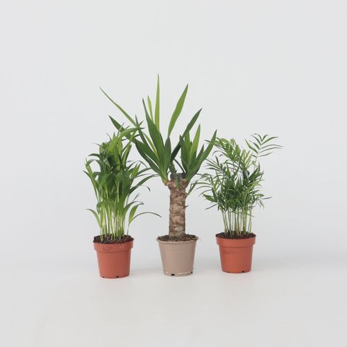 7442924131102 - Plant in a Box - Kleine Zimmerpalmen - 3 Stk - Mini Indoor Palm Mix - Höhe 25-40cm - Topf 12cm 7442924131102 - Plant in a Box - Kleine Zimmerpalmen - 3 Stk - Mini Indoor Palm Mix - Höhe 25-40cm - Topf 12cm