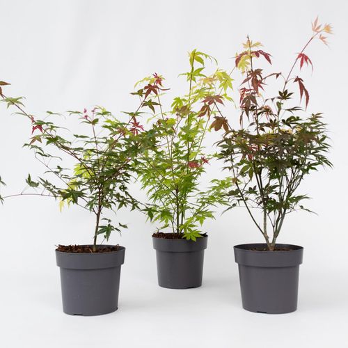 7428472120102 - Plant in a Box - Japanischer Ahorn - 3 Stk - Acer palmatum - Höhe 60-70cm - Topf 19cm 7428472120102 - Plant in a Box - Japanischer Ahorn - 3 Stk - Acer palmatum - Höhe 60-70cm - Topf 19cm