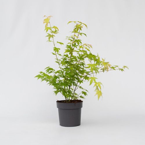 7428474660088 - Plant in a Box - Japanischer Ahorn - Acer palmatum Orange Dream - Höhe 60-70cm - Topf 19cm 7428474660088 - Plant in a Box - Japanischer Ahorn - Acer palmatum Orange Dream - Höhe 60-70cm - Topf 19cm