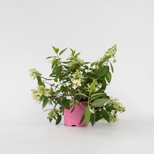 7428478380647 - Plant in a Box - Hortensie - Hydrangea paniculata Confetti - Höhe 25-40cm - Topf 19cm 7428478380647 - Plant in a Box - Hortensie - Hydrangea paniculata Confetti - Höhe 25-40cm - Topf 19cm