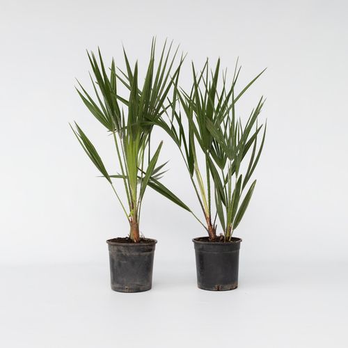 7428479365308 - Plant in a Box - Bergpalme - 2 Stk - Chamaerops humilis - Höhe 50-60cm - Topf 15cm 7428479365308 - Plant in a Box - Bergpalme - 2 Stk - Chamaerops humilis - Höhe 50-60cm - Topf 15cm