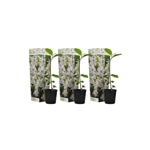 7428475230563 - Plant in a Box - Magnolie - 3 Stk - Magnolia Stellata - Höhe 25-40cm - Topf 9cm 7428475230563 - Plant in a Box - Magnolie - 3 Stk - Magnolia Stellata - Höhe 25-40cm - Topf 9cm