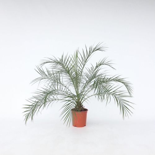 7428476966546 - Plant in a Box - Zwergdattelpalme - Phoenix roebelenii - Höhe 80-90cm - Topf 21cm 7428476966546 - Plant in a Box - Zwergdattelpalme - Phoenix roebelenii - Höhe 80-90cm - Topf 21cm