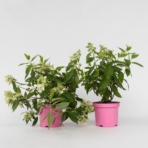 7428477735707 - Plant in a Box - Hortensie - 2 Stk - Hydrangea paniculata Confetti - Höhe 25-40cm - Topf 19cm 7428477735707 - Plant in a Box - Hortensie - 2 Stk - Hydrangea paniculata Confetti - Höhe 25-40cm - Topf 19cm