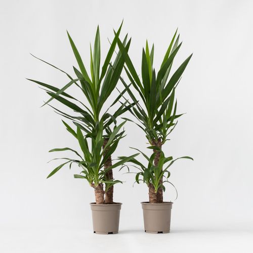 7428474693475 - Plant in a Box - Palmlilie - 2 Stk - Yucca elephantipes - Höhe 70-80cm - Topf 21cm 7428474693475 - Plant in a Box - Palmlilie - 2 Stk - Yucca elephantipes - Höhe 70-80cm - Topf 21cm