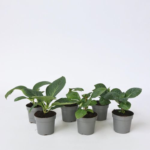 7428471213799 - Plant in a Box - Hortensie - 6 Stk - Hydrangea macrophylla - Höhe 25-40cm - Topf 11cm