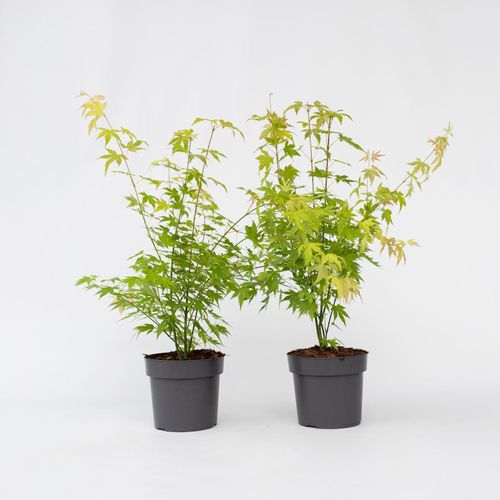 7442924132161 - Plant in a Box - Japanischer Ahorn - 2 Stk - Acer palmatum Orange Dream - Höhe 60-70cm - Topf 19cm 7442924132161 - Plant in a Box - Japanischer Ahorn - 2 Stk - Acer palmatum Orange Dream - Höhe 60-70cm - Topf 19cm