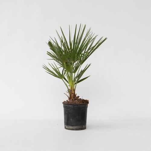 7428471568349 - Plant in a Box - Bergpalme - Chamaerops humilis - Höhe 50-60cm - Topf 15cm 7428471568349 - Plant in a Box - Bergpalme - Chamaerops humilis - Höhe 50-60cm - Topf 15cm