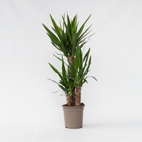 7428475082230 - Plant in a Box - Palmlilie - Yucca elephantipes - Höhe 70-80cm - Topf 21cm 7428475082230 - Plant in a Box - Palmlilie - Yucca elephantipes - Höhe 70-80cm - Topf 21cm