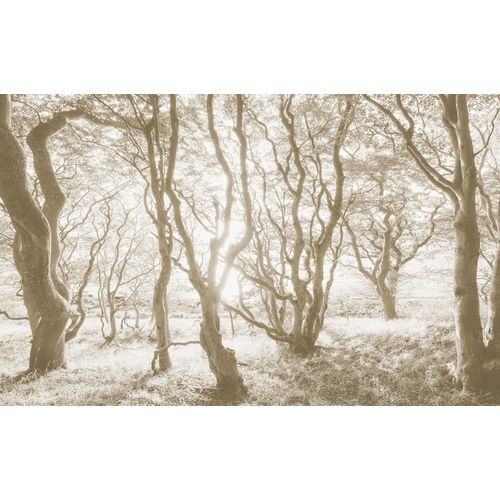 4055065050725 - Fototapete »Vlies Fototapete - Bleached Birch - Größe 400 x 250 cm« glatt botanisch floral geblümt gemustert tropisch (Packung 1 St Lieferung auf Rolle in stabiler Kartonhülse) Vom Design bis zum Druck Made in Germany bunt 4055065050725 - Fototapete »Vlies Fototapete - Bleached Birch - Größe 400 x 250 cm« glatt botanisch floral geblümt gemustert tropisch (Packung 1 St Lieferung auf Rolle in stabiler Kartonhülse) Vom Design bis zum Druck Made in Germany bunt