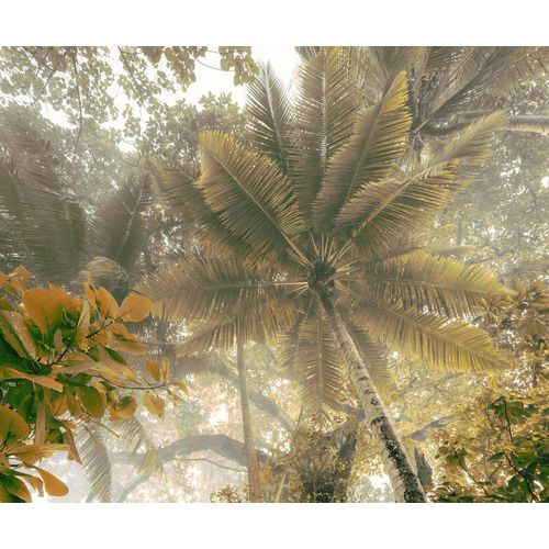 4055065050381 - Fototapete »Vlies Fototapete - Palms Panorama - Größe 300 x 250 cm« glatt botanisch floral geblümt gemustert tropisch (Packung 1 St Lieferung auf Rolle in stabiler Kartonhülse) Vom Design bis zum Druck Made in Germany bunt 4055065050381 - Fototapete »Vlies Fototapete - Palms Panorama - Größe 300 x 250 cm« glatt botanisch floral geblümt gemustert tropisch (Packung 1 St Lieferung auf Rolle in stabiler Kartonhülse) Vom Design bis zum Druck Made in Germany bunt