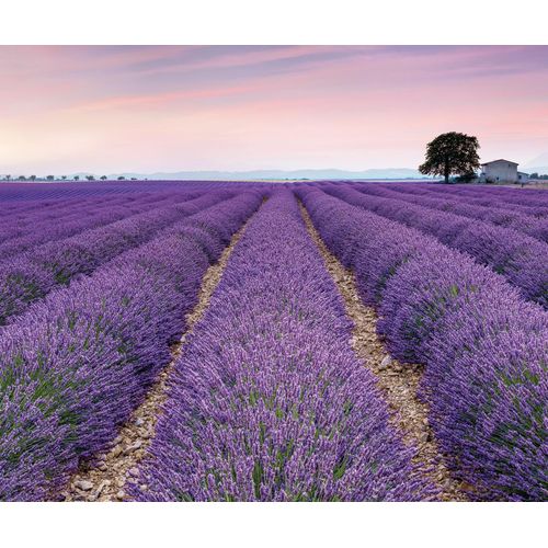 4036834830366 - KOMAR Fototapete Fototapete Tapeten Vlies Fototapete - Provence - Größe 300 x 250 cm Gr B L 3 m x 25 m Rollen 1 St lila Fototapeten Blumen 4036834830366 - KOMAR Fototapete Fototapete Tapeten Vlies Fototapete - Provence - Größe 300 x 250 cm Gr B L 3 m x 25 m Rollen 1 St lila Fototapeten Blumen
