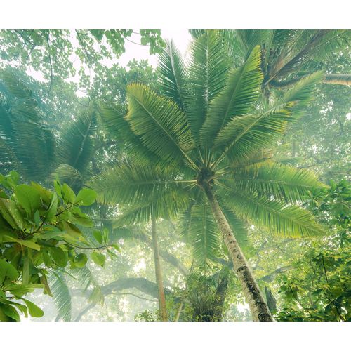 4055065050374 - Fototapete »Vlies Fototapete - Climber Canopy - Größe 300 x 250 cm« glatt botanisch floral geblümt gemustert tropisch (Packung 1 St Lieferung auf Rolle in stabiler Kartonhülse) Vom Design bis zum Druck Made in Germany bunt 4055065050374 - Fototapete »Vlies Fototapete - Climber Canopy - Größe 300 x 250 cm« glatt botanisch floral geblümt gemustert tropisch (Packung 1 St Lieferung auf Rolle in stabiler Kartonhülse) Vom Design bis zum Druck Made in Germany bunt