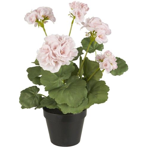 5709898362126 - Geranie in Topf rosa Blumen H 36 Ø 20 cm 5709898362126 - Geranie in Topf rosa Blumen H 36 Ø 20 cm
