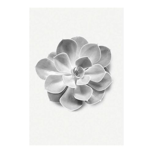 4055065151231 - KOMAR Poster Succulent Aeonium Bilder Kinderzimmer Schlafzimmer Wohnzimmer Gr B H 50 cm x 70 cm Pflanzen-Blätter 1 St bunt Poster