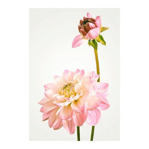 4055065151682 - KOMAR Poster Dahlia Bilder Kinderzimmer Schlafzimmer Wohnzimmer Gr B H 50 cm x 70 cm Blumen 1 St bunt Poster