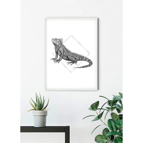 4055065152016 - KOMAR Poster Iguana White Bilder Kinderzimmer Schlafzimmer Wohnzimmer Gr B H 50 cm x 70 cm Tiere 1 St bunt Poster 4055065152016 - KOMAR Poster Iguana White Bilder Kinderzimmer Schlafzimmer Wohnzimmer Gr B H 50 cm x 70 cm Tiere 1 St bunt Poster
