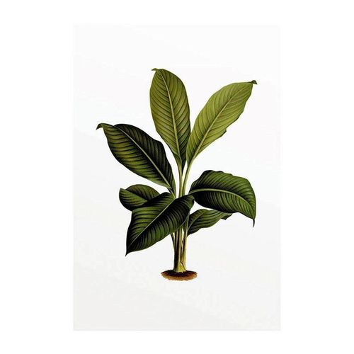 4055065151354 - KOMAR Poster Elastica Leaf Bilder Kinderzimmer Schlafzimmer Wohnzimmer Gr B H 50 cm x 70 cm Pflanzen-Blätter 1 St bunt Poster 4055065151354 - KOMAR Poster Elastica Leaf Bilder Kinderzimmer Schlafzimmer Wohnzimmer Gr B H 50 cm x 70 cm Pflanzen-Blätter 1 St bunt Poster