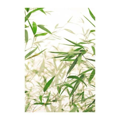 4055065151507 - KOMAR Poster Bamboo Leaves Bilder Kinderzimmer Schlafzimmer Wohnzimmer Gr B H 50 cm x 70 cm Pflanzen-Blätter 1 St bunt Poster 4055065151507 - KOMAR Poster Bamboo Leaves Bilder Kinderzimmer Schlafzimmer Wohnzimmer Gr B H 50 cm x 70 cm Pflanzen-Blätter 1 St bunt Poster