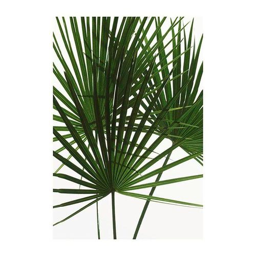 4055065151538 - KOMAR Poster Palmtree Leaves Bilder Kinderzimmer Schlafzimmer Wohnzimmer Gr B H 50 cm x 70 cm Pflanzen 1 St grün Poster 4055065151538 - KOMAR Poster Palmtree Leaves Bilder Kinderzimmer Schlafzimmer Wohnzimmer Gr B H 50 cm x 70 cm Pflanzen 1 St grün Poster