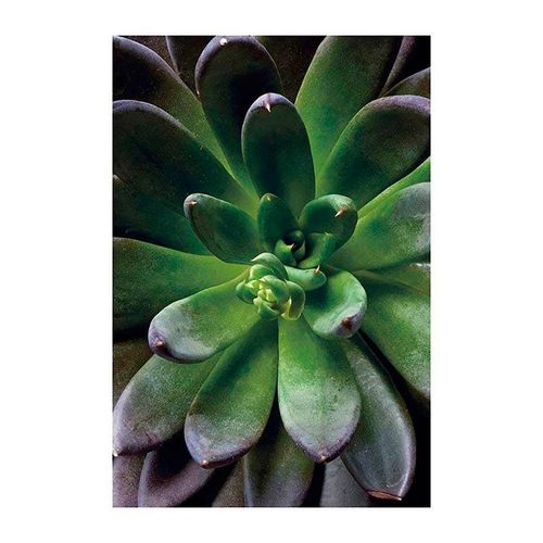 4055065151170 - KOMAR Poster Succulent Single Bilder Kinderzimmer Schlafzimmer Wohnzimmer Gr B H 50 cm x 70 cm Pflanzen-Blätter 1 St bunt Poster