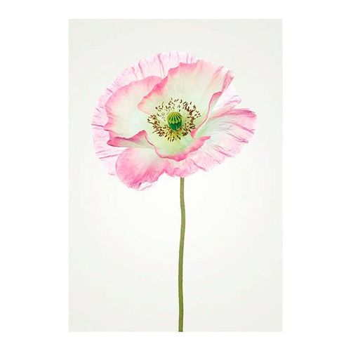 4055065151774 - KOMAR Poster Poppy Bilder Kinderzimmer Schlafzimmer Wohnzimmer Gr B H 50 cm x 70 cm Blumen 1 St bunt Poster 4055065151774 - KOMAR Poster Poppy Bilder Kinderzimmer Schlafzimmer Wohnzimmer Gr B H 50 cm x 70 cm Blumen 1 St bunt Poster