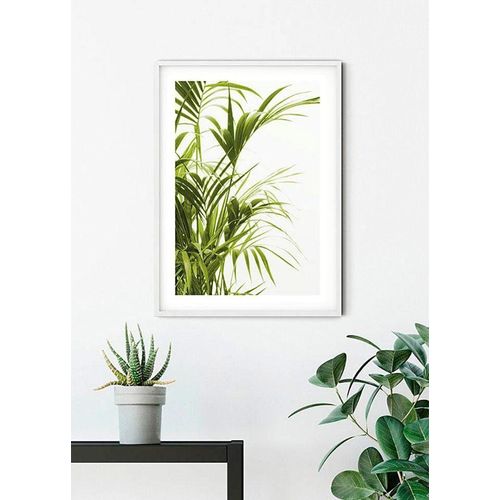 4055065151569 - KOMAR Poster Reed Leaves Bilder Kinderzimmer Schlafzimmer Wohnzimmer Gr B H 50 cm x 70 cm Pflanzen-Blätter 1 St bunt Poster