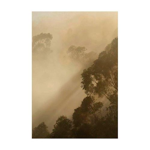 4055065156557 - KOMAR Poster Golden Light Bilder Kinderzimmer Schlafzimmer Wohnzimmer Gr B H 50 cm x 70 cm Natur 1 St bunt Poster