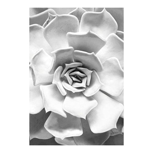4055065151262 - KOMAR Poster Succulent Closeup Bilder Kinderzimmer Schlafzimmer Wohnzimmer Gr B H 50 cm x 70 cm Pflanzen-Blätter 1 St bunt Poster