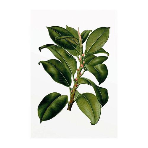 4055065151385 - KOMAR Poster Elastica Tree Bilder Kinderzimmer Schlafzimmer Wohnzimmer Gr B H 50 cm x 70 cm Pflanzen-Blätter 1 St bunt Poster 4055065151385 - KOMAR Poster Elastica Tree Bilder Kinderzimmer Schlafzimmer Wohnzimmer Gr B H 50 cm x 70 cm Pflanzen-Blätter 1 St bunt Poster