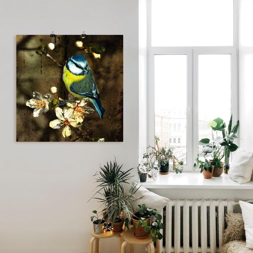 4059745136907 - Wandbild ARTLAND Blaumeise auf Kirschzweig Bilder Gr B H 30 cm x 30 cm Poster Vögel 1 St bunt Bild Kunstdruck Kunstdrucke Bilder als Alubild Leinwandbild Wandaufkleber oder Poster in versch Größen 4059745136907 - Wandbild ARTLAND Blaumeise auf Kirschzweig Bilder Gr B H 30 cm x 30 cm Poster Vögel 1 St bunt Bild Kunstdruck Kunstdrucke Bilder als Alubild Leinwandbild Wandaufkleber oder Poster in versch Größen