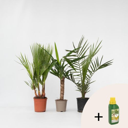 7428472976723 - Plant in a Box - Zimmerpalmen-Mix - 3 Stk - Indoor Palmmix - Pokon - Höhe 50-70cm - Topf 14cm