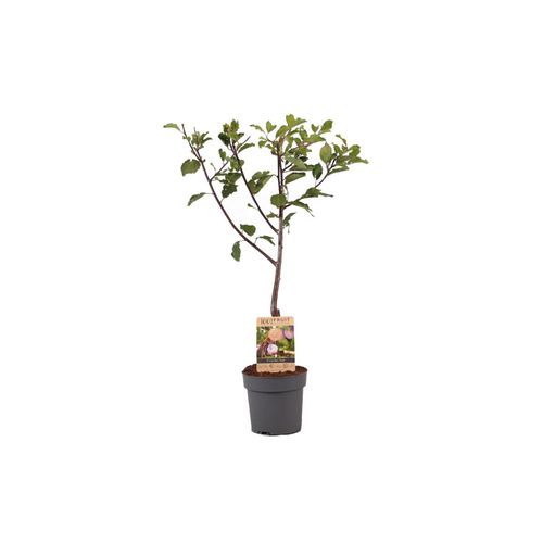 7428475512157 - Plant in a Box - Pflaumenbaum - Prunus domestica Opal - Höhe 90-100cm - Topf 21cm