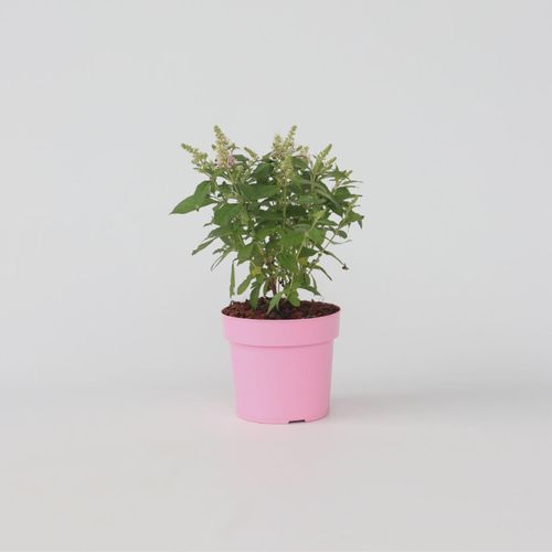 7428473249062 - Plant in a Box - Schmetterlingsfliedern - Buddleja davidii Candy - Höhe 30-40cm - Topf 19cm 7428473249062 - Plant in a Box - Schmetterlingsfliedern - Buddleja davidii Candy - Höhe 30-40cm - Topf 19cm