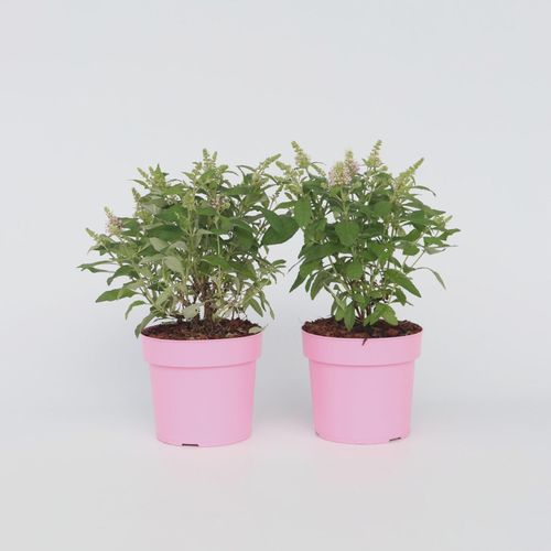 7428479915565 - Plant in a Box - Schmetterlingsfliedern - 2 Stk - Buddleja davidii Candy - Höhe 30-40cm - Topf 19cm