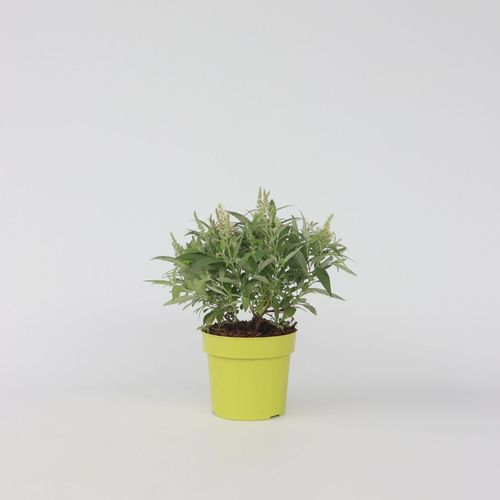 7428474982326 - Plant in a Box - Schmetterlingsfliedern - Buddleja davidii Candy - Höhe 30-40cm - Topf 19cm