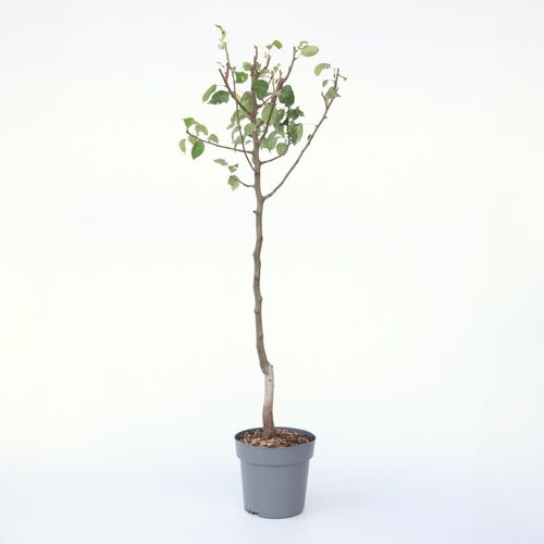 7428478725004 - Plant in a Box - Birnenbaum - Pyrus communis Conference - Höhe 90-100cm - Topf 21cm 7428478725004 - Plant in a Box - Birnenbaum - Pyrus communis Conference - Höhe 90-100cm - Topf 21cm