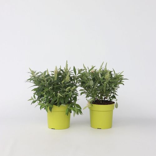 7428471371581 - Plant in a Box - Schmetterlingsfliedern - 2 Stk - Buddleja davidii Candy - Höhe 30-40cm - Topf 19cm